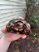 Brazilian Cherryhead Tortoise 2021 #3 (Chelonoidis carbonaria)