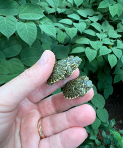 Peacock Slider Baby (Trachemys emolii)