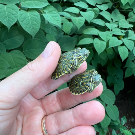 Peacock Slider Baby (Trachemys emolii)