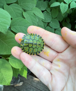 D'Orbigny's Slider Baby (Trachemys dorbigni)