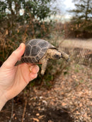 Aldabra Tortoise #2 (Aldabrachelys gigantea)