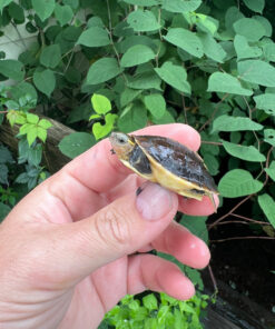 Chinese Box Turtle Babies (Cuora flavomarginata)