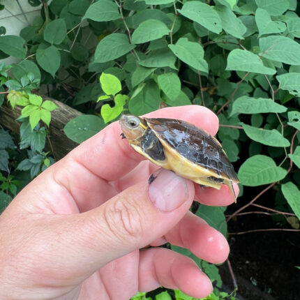 Chinese Box Turtle Babies (Cuora flavomarginata)
