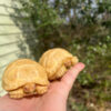 Albino African Spurred Tortoise Baby (Centrochelys sulcata)