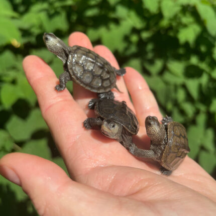 Northern Diamondback Terrapin Baby (Malaclemys terrapin)