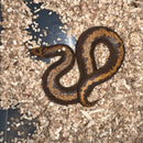 Striped Rufescens Sand Boa (Gongylophis colubrinus)