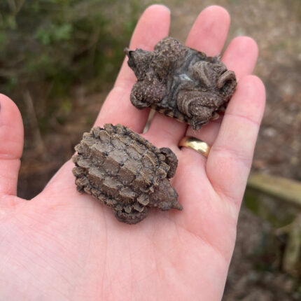 Alligator Snapping Turtle Pig Tailed (Macrochelys temminckii)