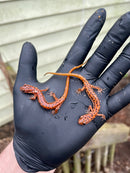 Cave Salamanders (Eurycea lucifuga)