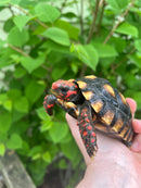 Brazilian Cherryhead Tortoise 2021 #7 (Chelonoidis carbonaria)