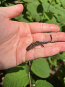 Spanish Ribbed Newt Babies (Pleurodeles waltl)