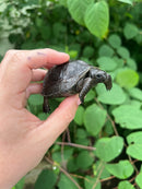 Aldabra Tortoise USA CB 2023 #4 (Aldabrachelys gigantea)