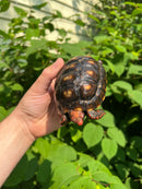 Brazilian Cherryhead Tortoise 2021 #17 (Chelonoidis carbonaria)