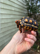 Brazilian Cherryhead Tortoise 2021 #2 (Chelonoidis carbonaria)