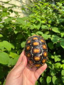Brazilian Cherryhead Tortoise 2021 #13 (Chelonoidis carbonaria)
