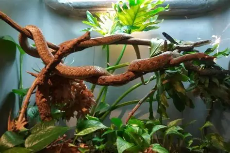 plants for reptile enclosures