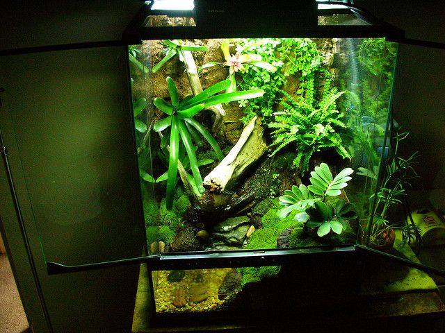 How to set up a frog terrarium