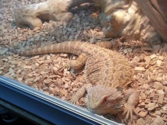 best substrate for bearded dragons