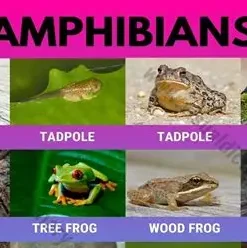 Amphibians