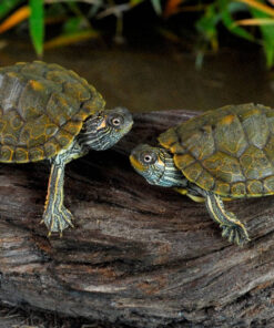 Turtles